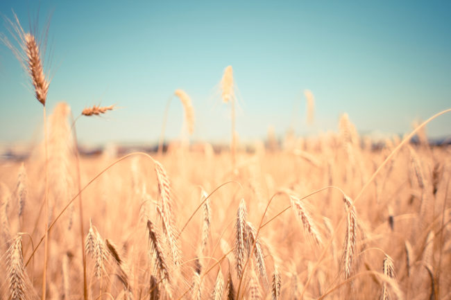 Le cose che non possiedi ti possiedono